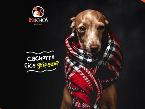 Cachorro gripado: sintomas e tratamentos